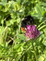 Bombus lapidarius