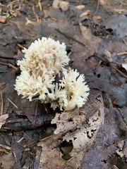 Clavulina coralloides