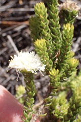 Agathosma scaberula