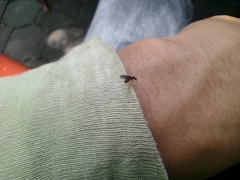 Formicidae