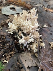 Clavulina coralloides