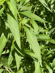 Persicaria punctata