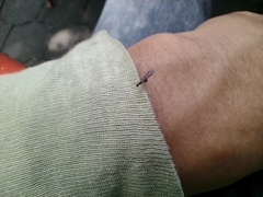 Formicidae