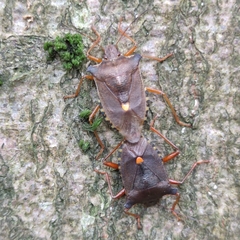 Pentatoma rufipes