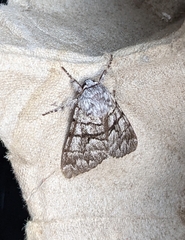 Panthea furcilla