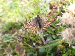 Boloria