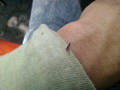 Formicidae