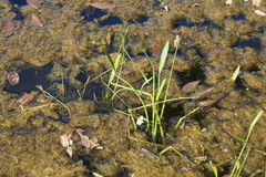 Sagittaria rigida