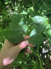 Rubus canadensis