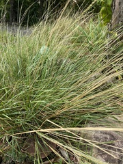 Muhlenbergia rigens