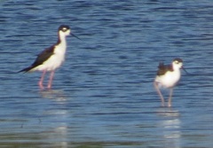 Himantopus mexicanus