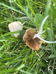 Conocybe apala