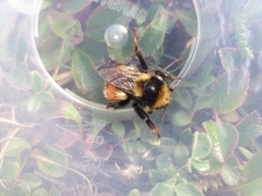 Bombus lapponicus