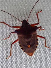 Pentatoma rufipes