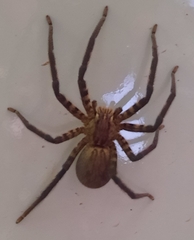 Cupiennius salei