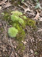 Leucobryum