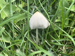 Conocybe apala