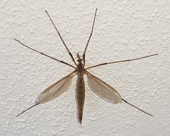 Tipula