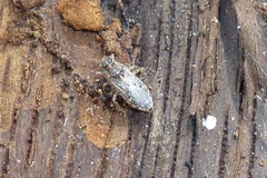 Brachycarenus tigrinus