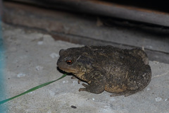 Bufo spinosus