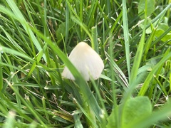Conocybe apala