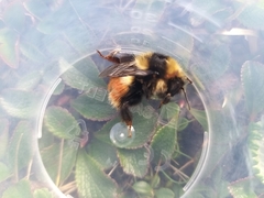 Bombus lapponicus