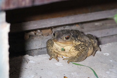 Bufo spinosus