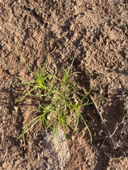 Sartwellia flaveriae