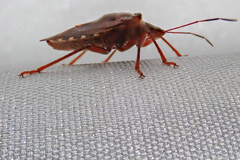 Pentatoma rufipes