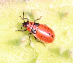 Lygaeus kalmii