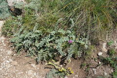 Psephellus declinatus