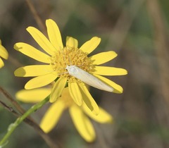 Eilema