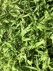 Persicaria punctata