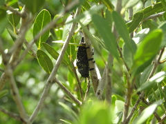 Capnodis tenebrionis