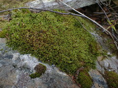 Racomitrium