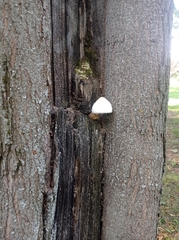 Volvariella bombycina