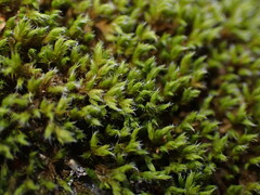 Racomitrium