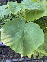 Paulownia