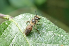 Andrena florea