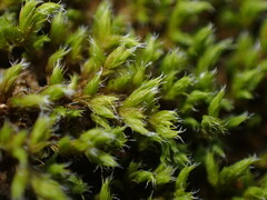 Racomitrium