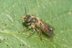 Andrena florea