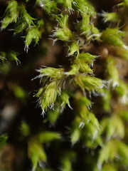 Racomitrium