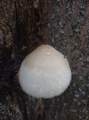 Volvariella bombycina