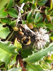 Bombus lapponicus