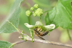 Andrena florea