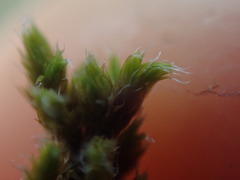Racomitrium
