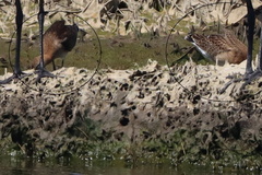 Limosa limosa