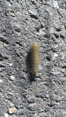 Acronicta leporina