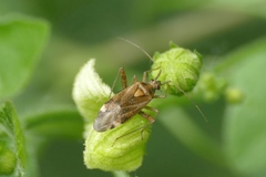 Closterotomus fulvomaculatus
