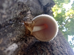 Volvariella bombycina